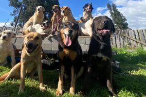 Perros rescatados Fundación Razas Únicas