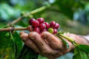 Café colombiano 