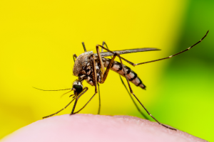 Fiebre amarilla (imagen de referencia) 