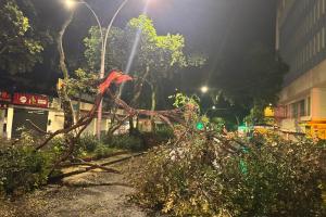 La misma comunidad apoyó el retiro de los árboles que cayeron en medio de la emergencia.