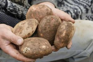 Papicultores 