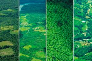 Cultivos de coca en Colombia