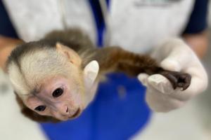 Mono cariblanco rescatado en Bucaramanga