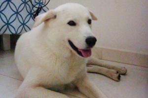 Shaggy, perro que fue víctima de maltrato animal y violencia sexual en San Gil