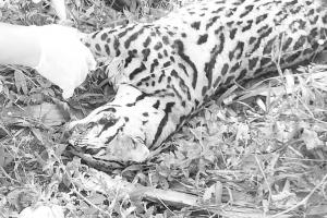 Tigrillo atropellado en el Magdalena Medio