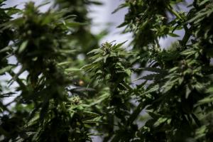 Planta de cannabis | Bogotá | Junio 2023