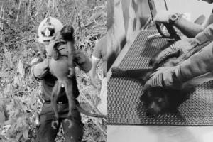 Mono aullador fallecido en Barrancabermeja