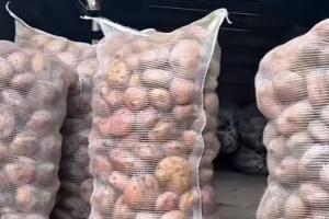 Papatón, Bucaramanga