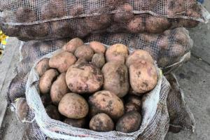 La caída de los precios de la papa no solo afecta los ingresos de los agricultores, sino que pone en riesgo la sostenibilidad de los cultivos. 