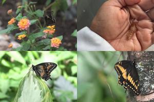 Mariposario en Bucaramanga