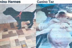 Perros sacrificados en Bucaramanga