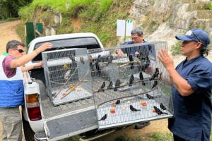 Rescate de aves silvestres en Bucaramanga