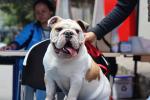 Perros Bogotá | Octubre 2024