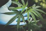 Empresarios en Colombia le apuntan a seguir creciendo en mercado del cannabis