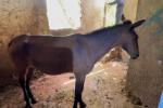 Equino rescatado de matadero clandestino en Bucaramanga