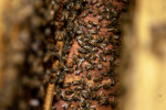 Colmena de abejas.