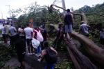 Árbol caído en la vía Bucaramanga - Cúcuta