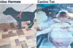 Perros sacrificados en Bucaramanga