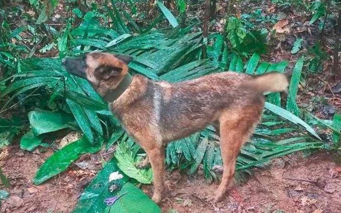En video pudo haber quedado captado Wilson, hay esperanza aún | Alerta  Tolima
