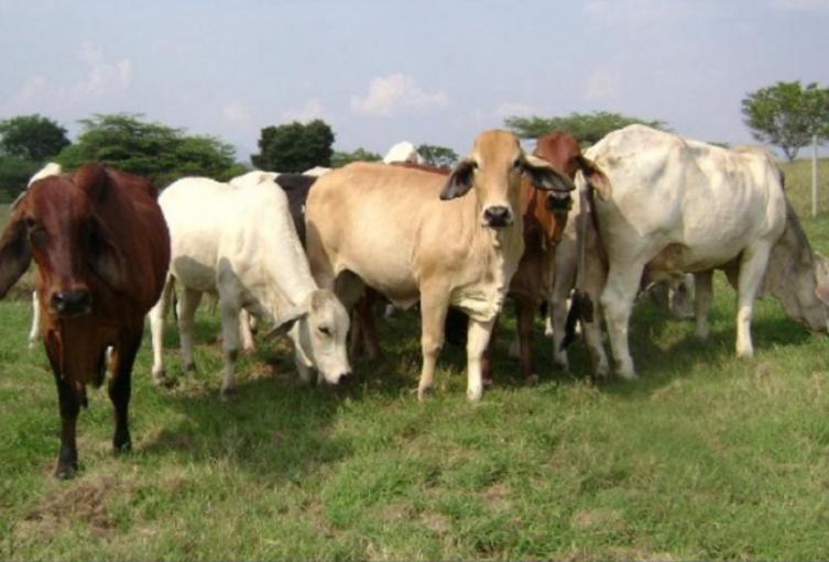 Ganado en tierras en litigio, entre Meta y Caquetá. 