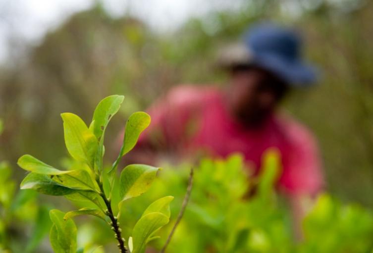 Cultivos ilegales en Colombia