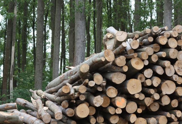 La biomasa es parte esencial de la sostenibilidad del planeta.