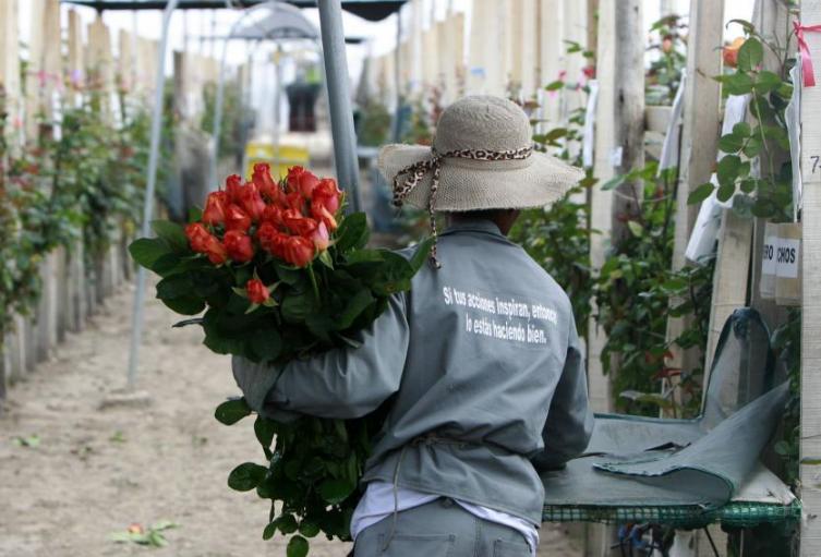 Rosas cultivadas por mujeres de Boyacá, enamoran en los Estados Unidos