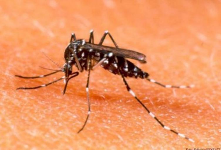 zancudo transmisor del dengue