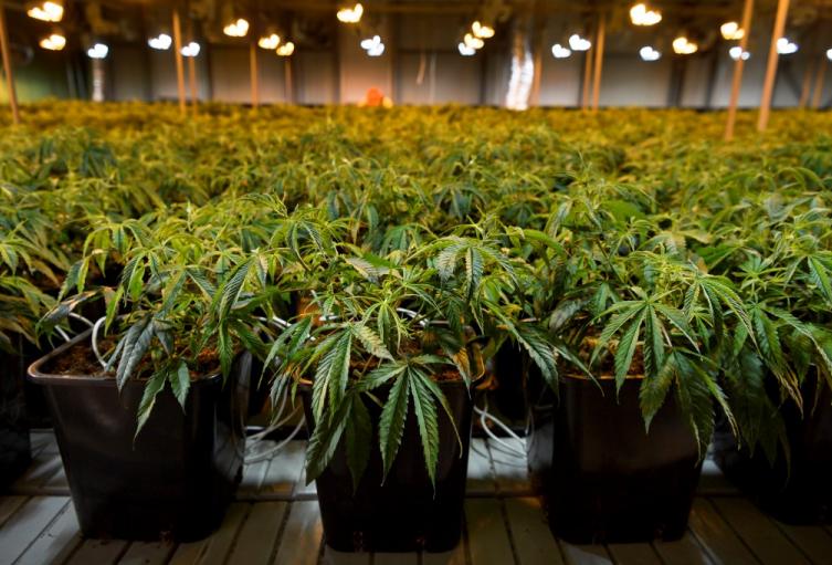 Plantas de cannabis