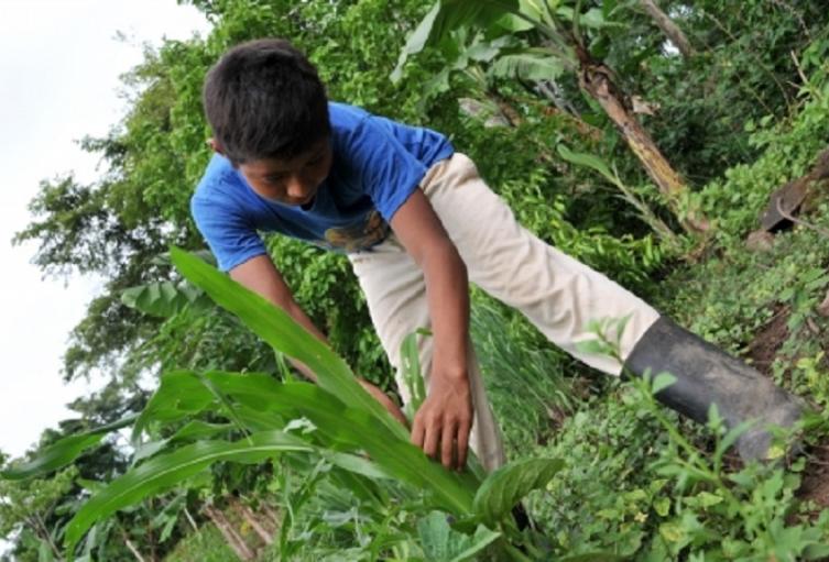 Más de 150 millones de niños son víctimas de trabajo infantil