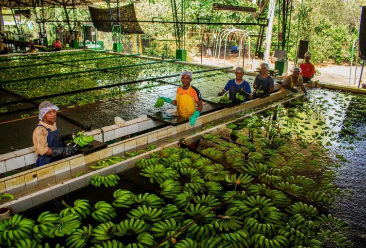 Planta procesadora de la fruta