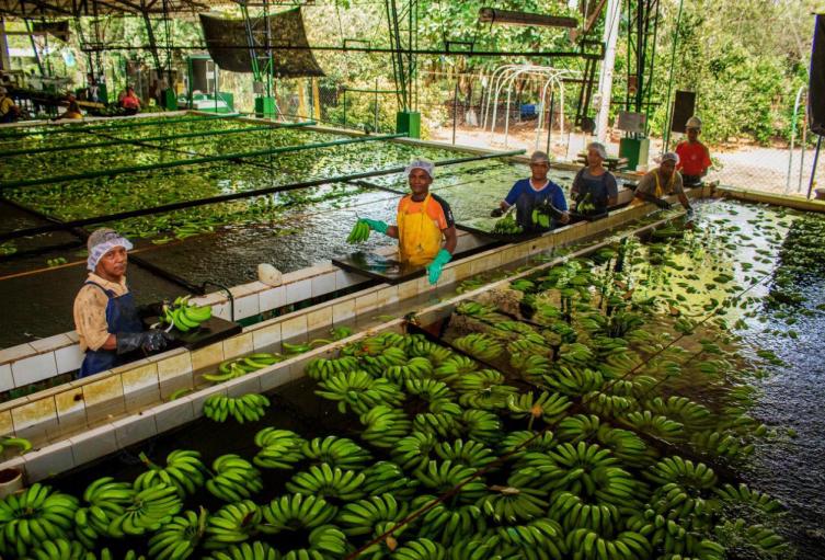 Planta procesadora de la fruta 