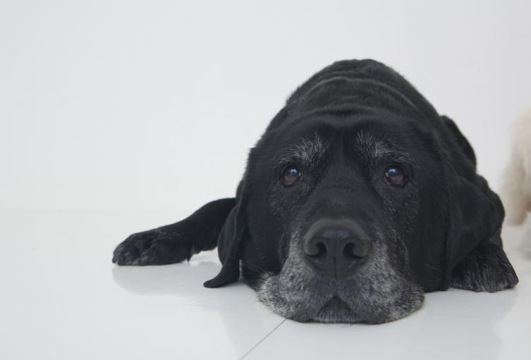 Perro - Mascota