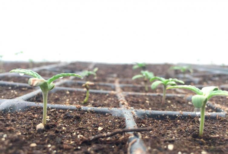 Un cultivo de cannabis en Quindío