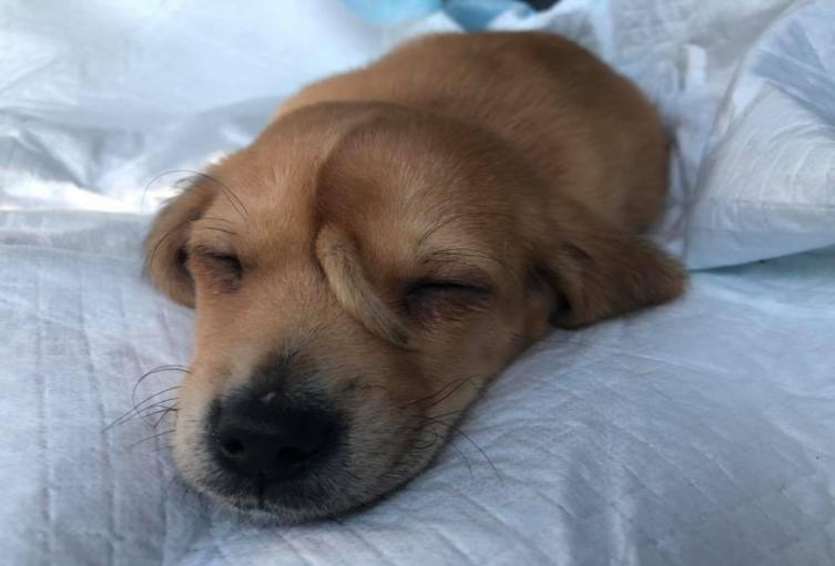 Adopción