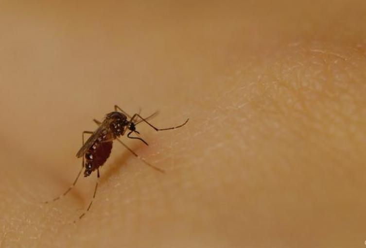 Dengue, Imagen Ilustrativa