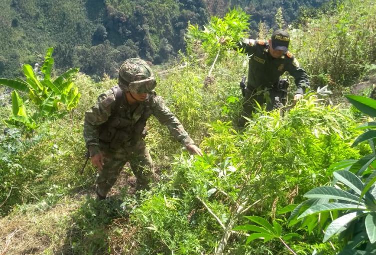 Matas de Marihuana