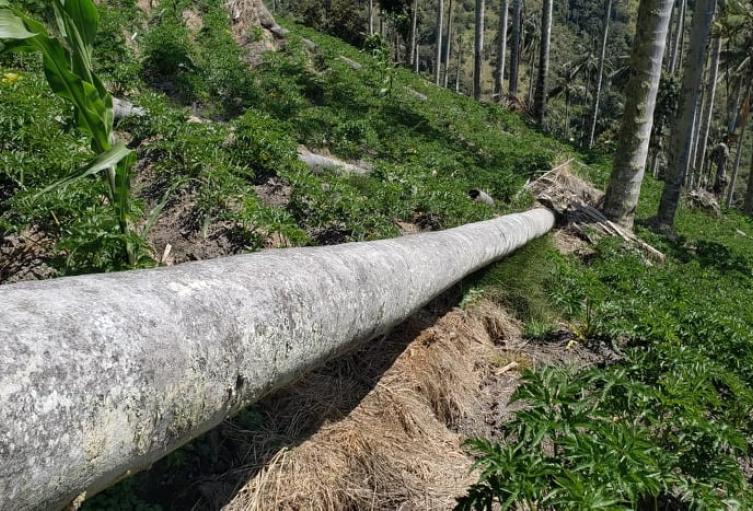 Se está produciendo volcamiento de palmas de cera como consecuencia de un cultivo de arracacha