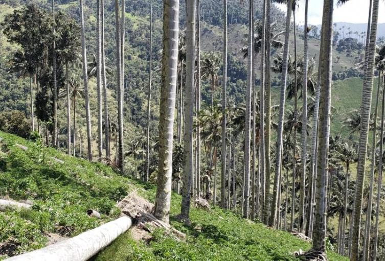 La autoridad ambiental ordenó la suspensión de la actividad agrícola y que los presuntos infractores planten dos mil palmas 