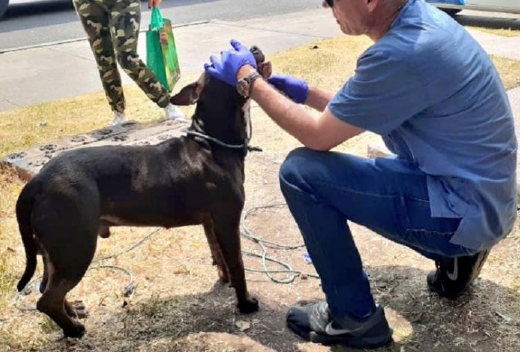 Lanzan un perro vivo desde un puente vehicular