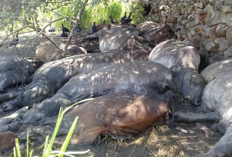 La emergencia se presentó en la Finca Los Planes ubicada en la vereda Guasimal del municipio de Alpujarra