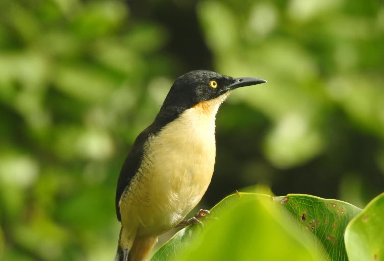 Turismo de Naturaleza en la Amazonia.