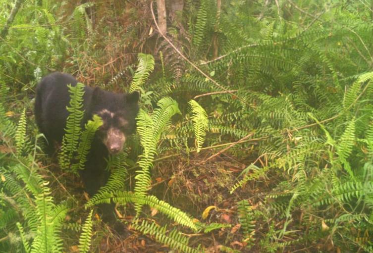 Avistamiento de osos en la cuenca del rió la Ceibas en Neiva 