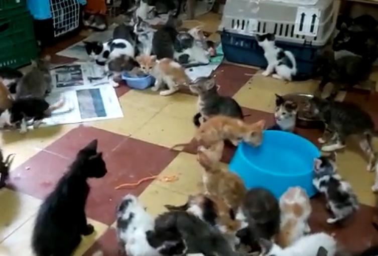 La mayoría de ellos presentaban síntomas de desnutrición