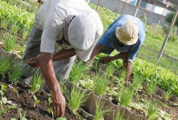 Agricultores del Tolima.