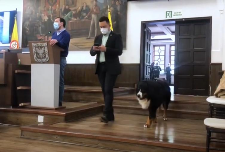 Perro en el Concejo de Bogotá