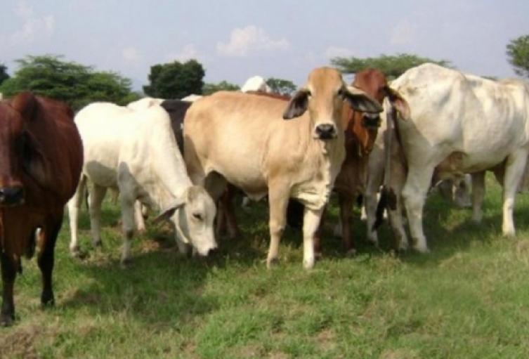 Ganadería, Agricultura, Magdalena