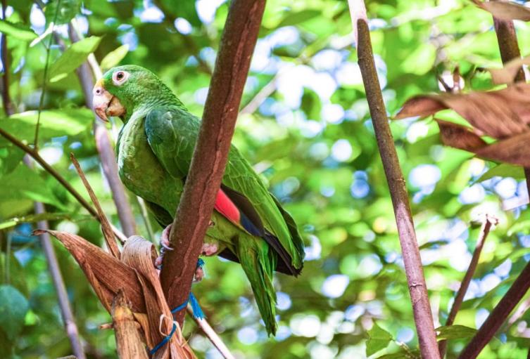 fauna - loros 