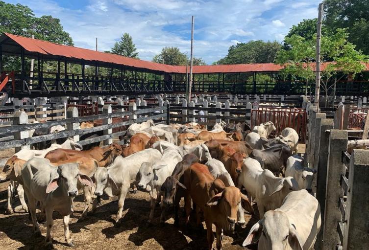 Feria ganadera en el Guamo Tolima