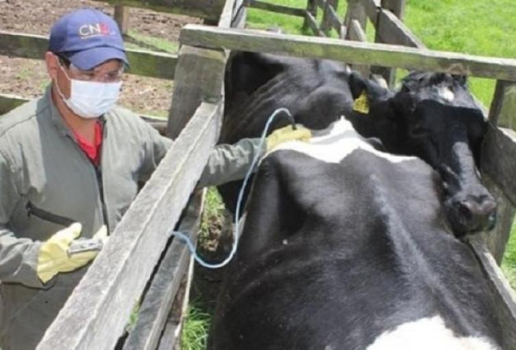 El ICA estableció las nuevas medidas sanitarias para la prevención y el control de la brucelosis bovina